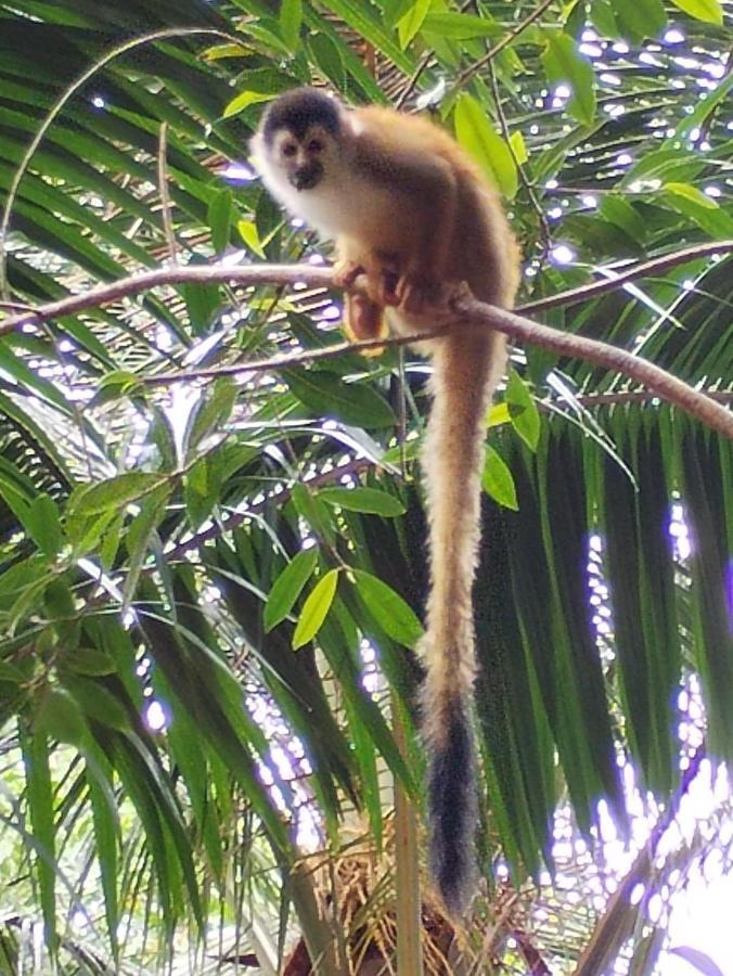 Happy Monkeys Villa Puerto Jimenez Exterior photo