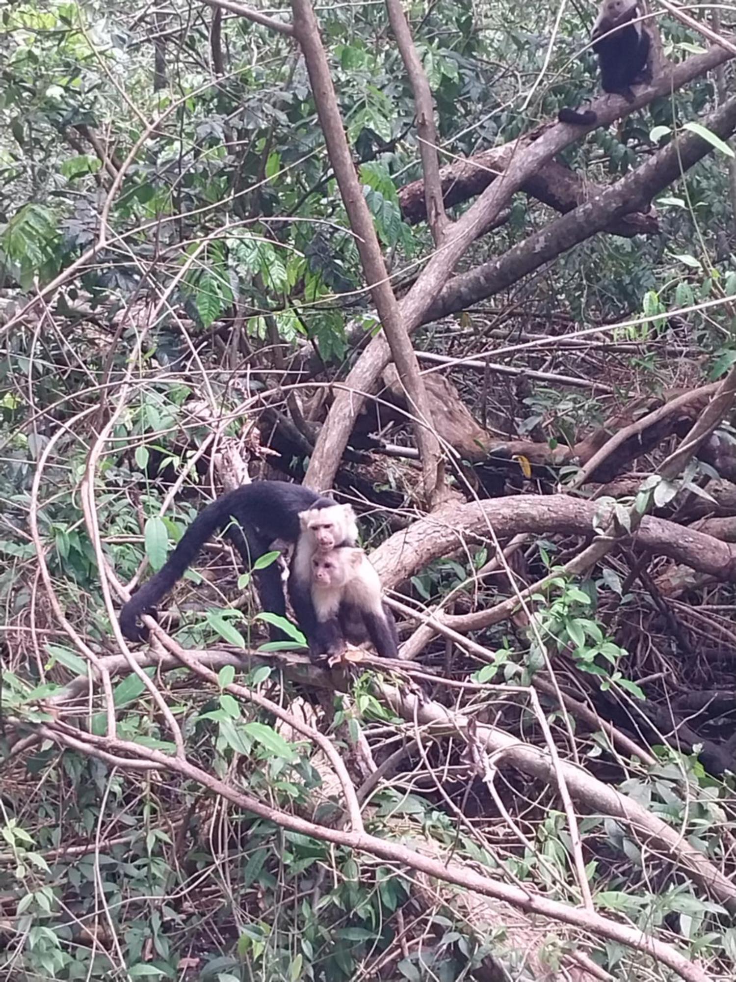 Happy Monkeys Villa Puerto Jimenez Exterior photo